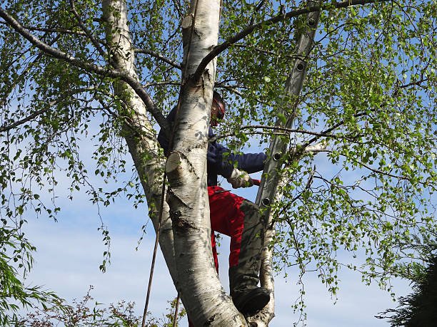 Best Emergency Tree Removal  in Mobile, AL